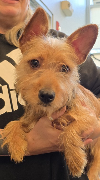 Scrappy — foto 2