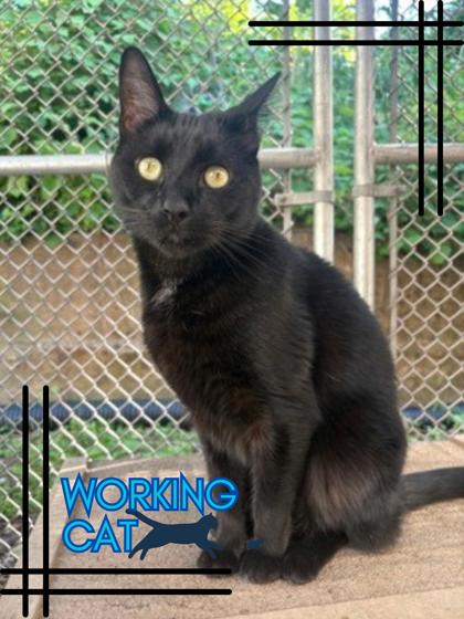 Salem photo