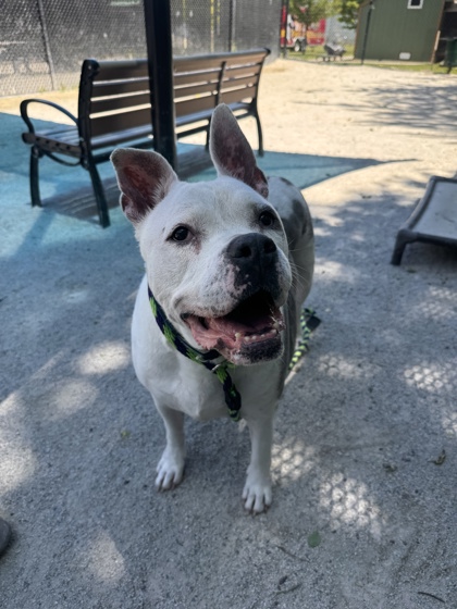 Buster photo