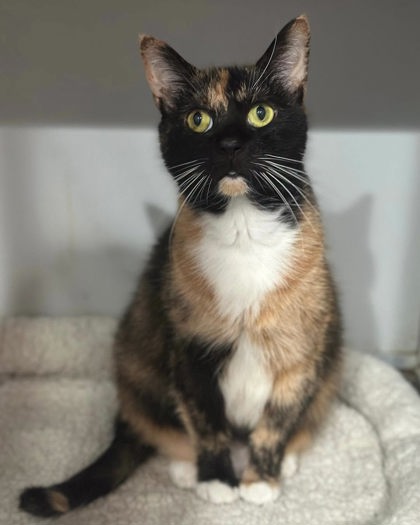 Noodle photo
