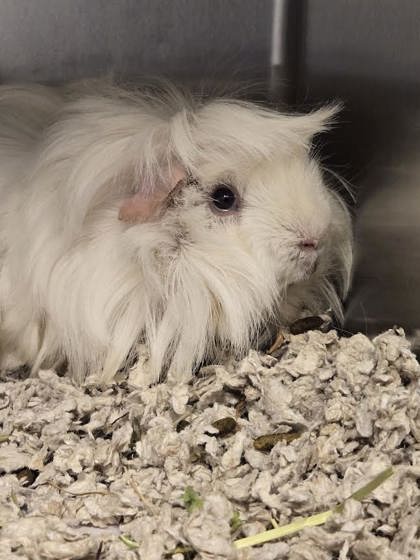 Cotton Ball photo