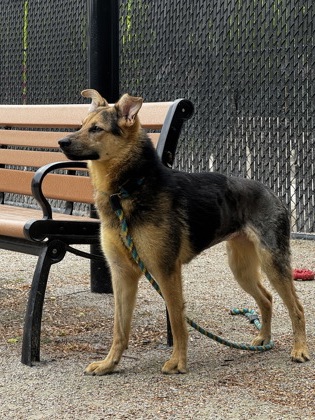 Millie — photo 2