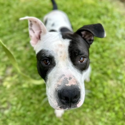 Pongo