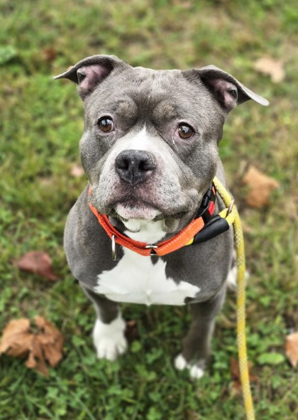 Odin photo