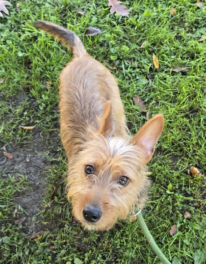Scrappy — foto 3