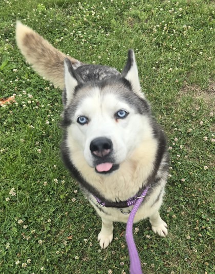 Fluffernutter photo