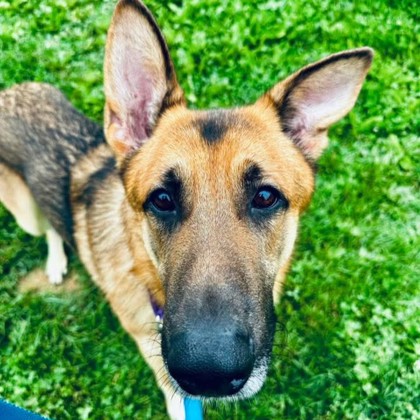 Simba photo