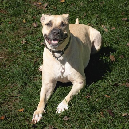 Adopt Kane