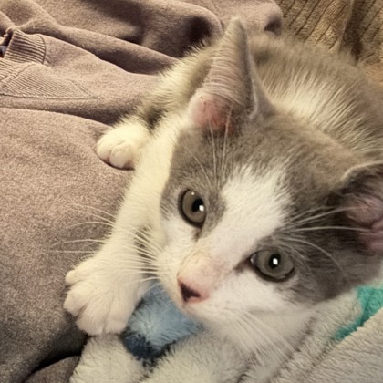 Jerry — foto 2
