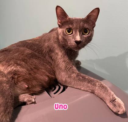 Uno photo