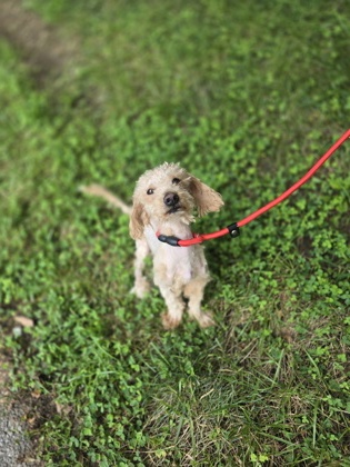 Crumble photo