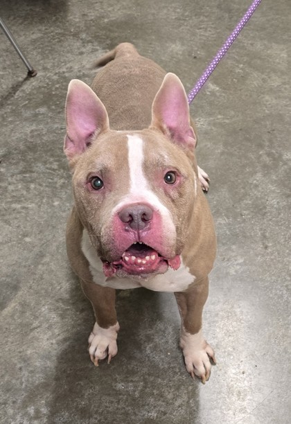 Bowser photo