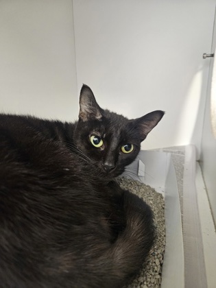 Blackie