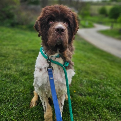 Worf photo