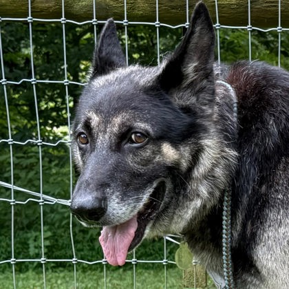 Bandit photo