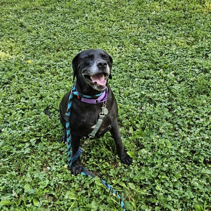Chessie photo