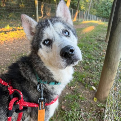 Oskar