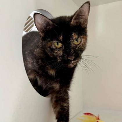 Callie — photo 3