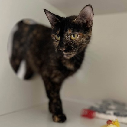 Callie — photo 2