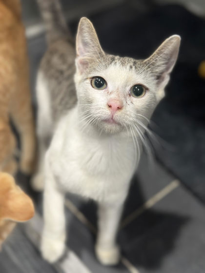 Baby Yoda photo