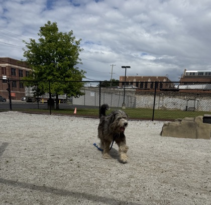 Bandit photo