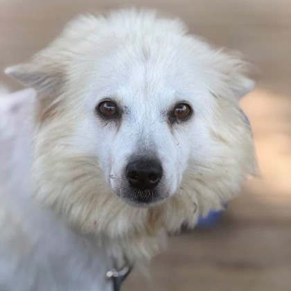 Daisy photo