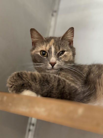 Popcorn Shrimp photo