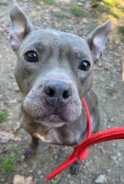Lyla
