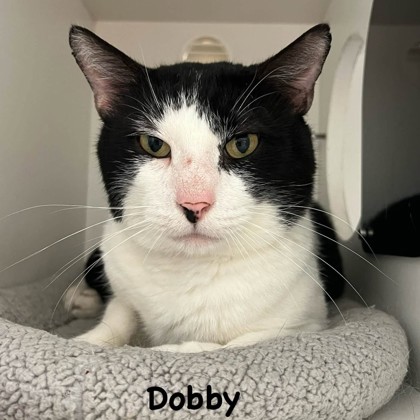 Dobby photo