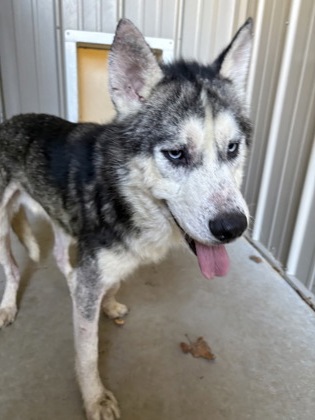 Oskar — photo 3