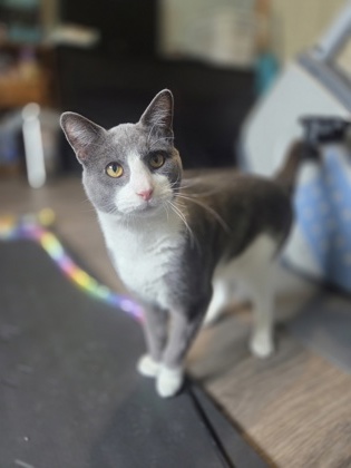 Tom photo