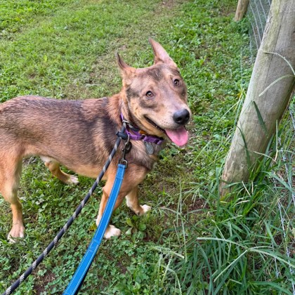 Dingo photo