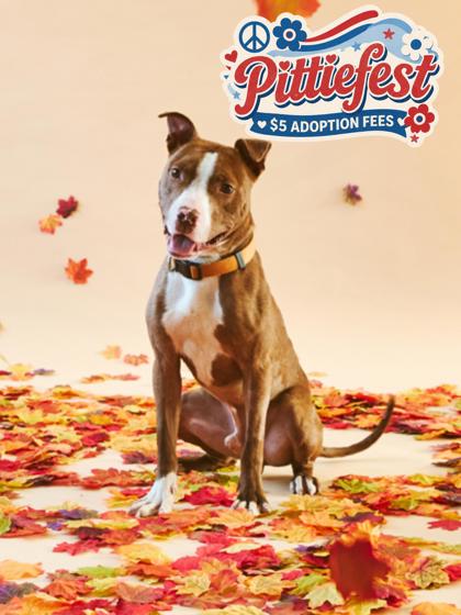 Roscoe photo