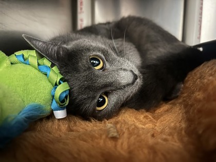 Trixie photo