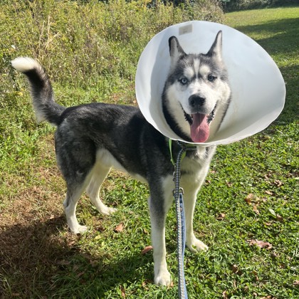 Balto