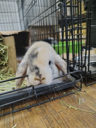 Eevee photo