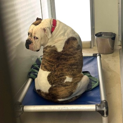 Rosie — photo 3