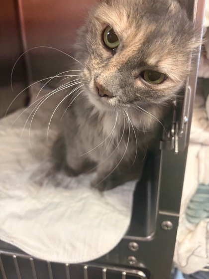 Tootsie — photo 2