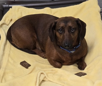 Dodger Dog photo