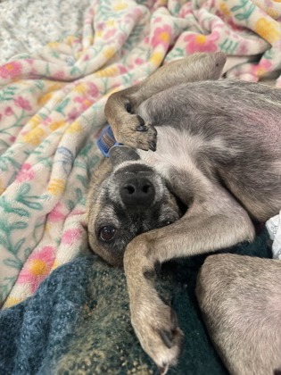 Marley — foto 2