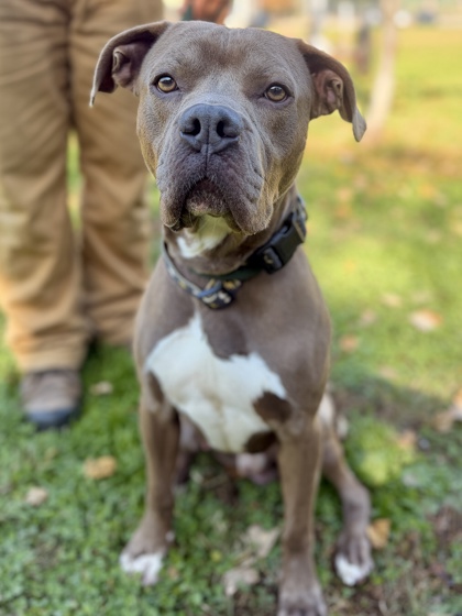 Adopta a Shiloh