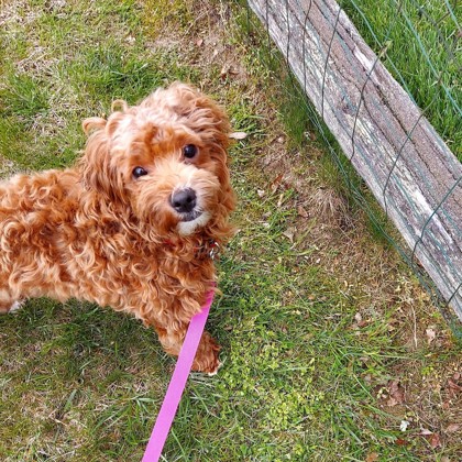 Dutchess photo