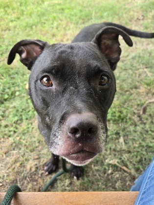 Adopt Inola
