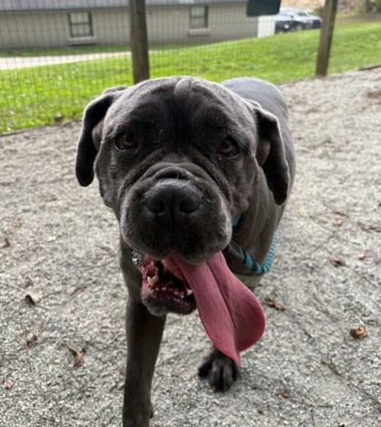 Dixie photo