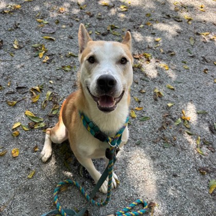 Oscar — photo 3