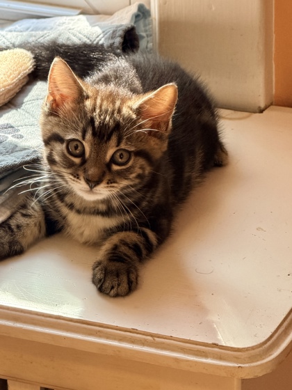 Norbert