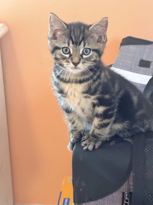 Norbert — foto 2