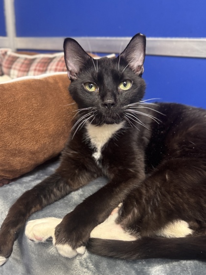 Whiskers photo