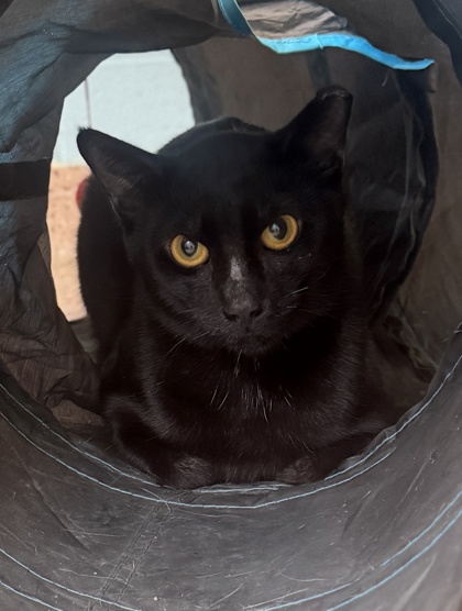 Meat Thermometer photo