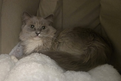 Daphne photo